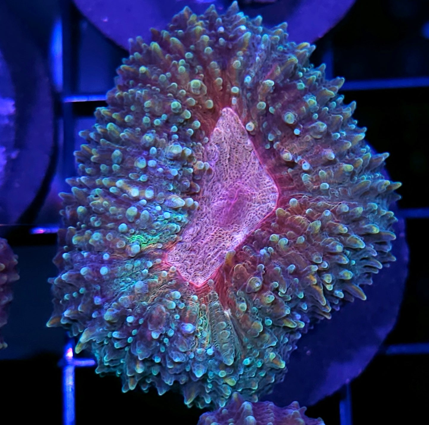Matrix Lobophyllia