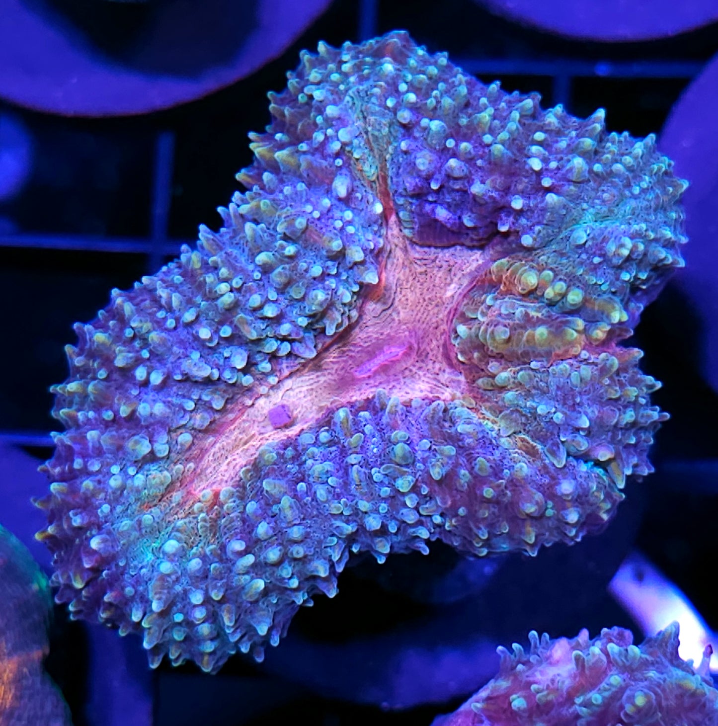 Matrix Lobophyllia