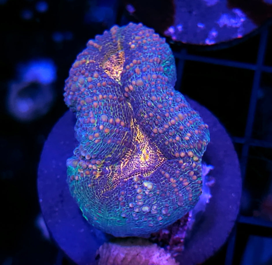 Chameleon Lobophyllia