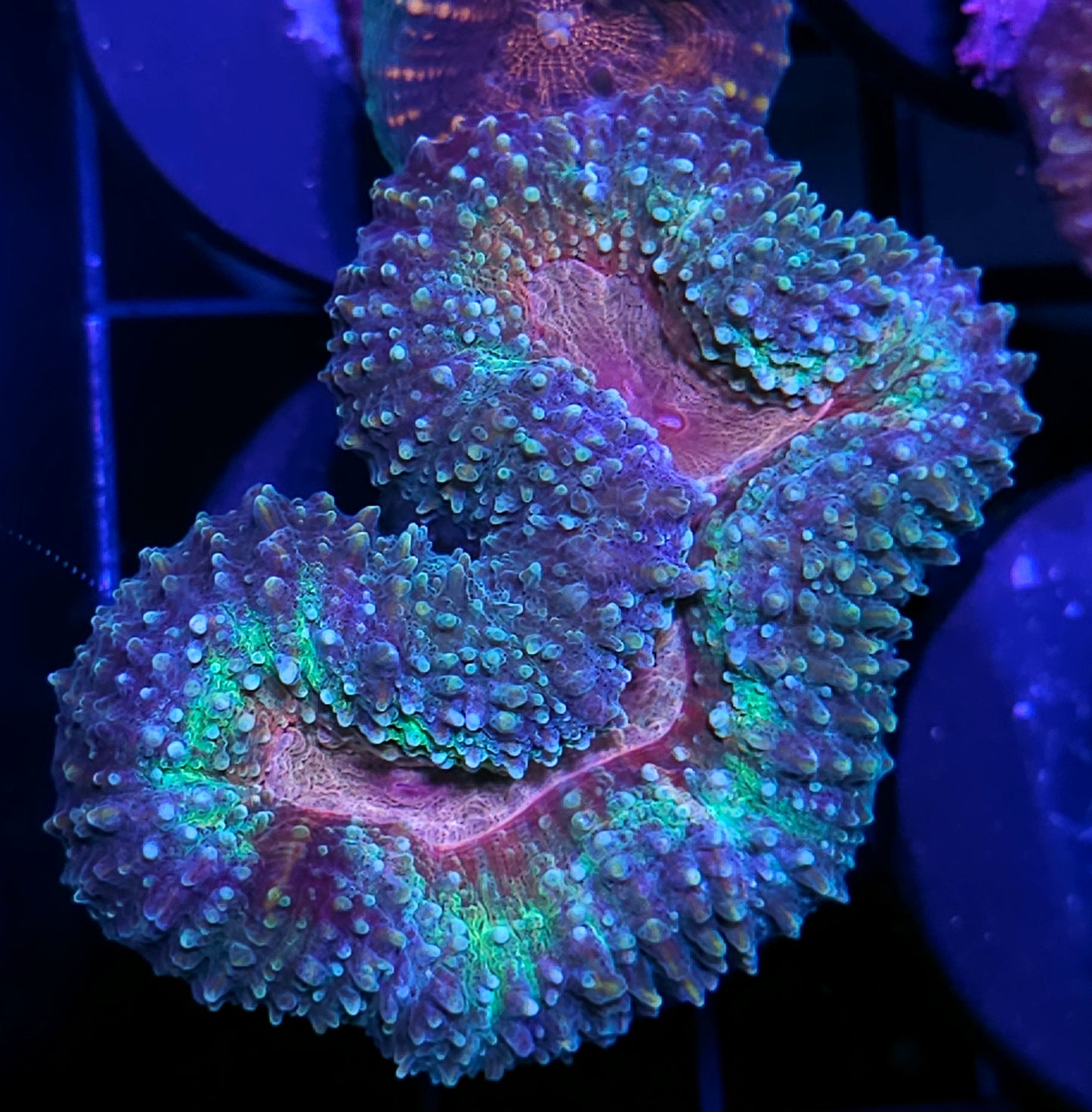 Matrix Lobophyllia