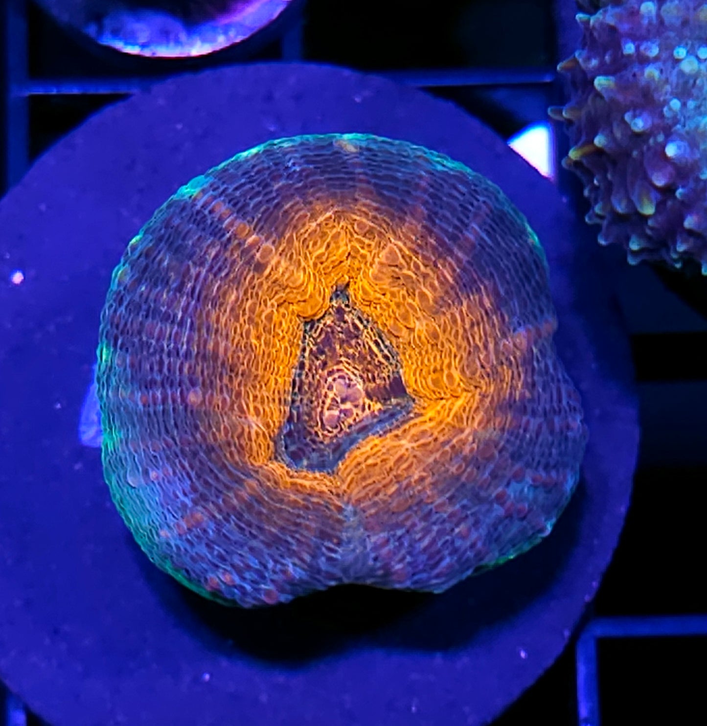 Sexy Lobophyllia