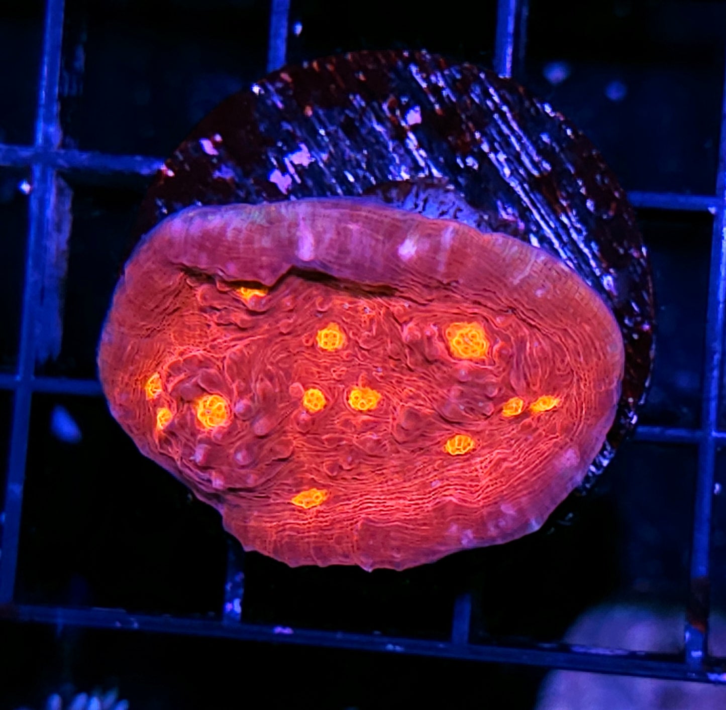 Golden Eye Chalice Mini Colony