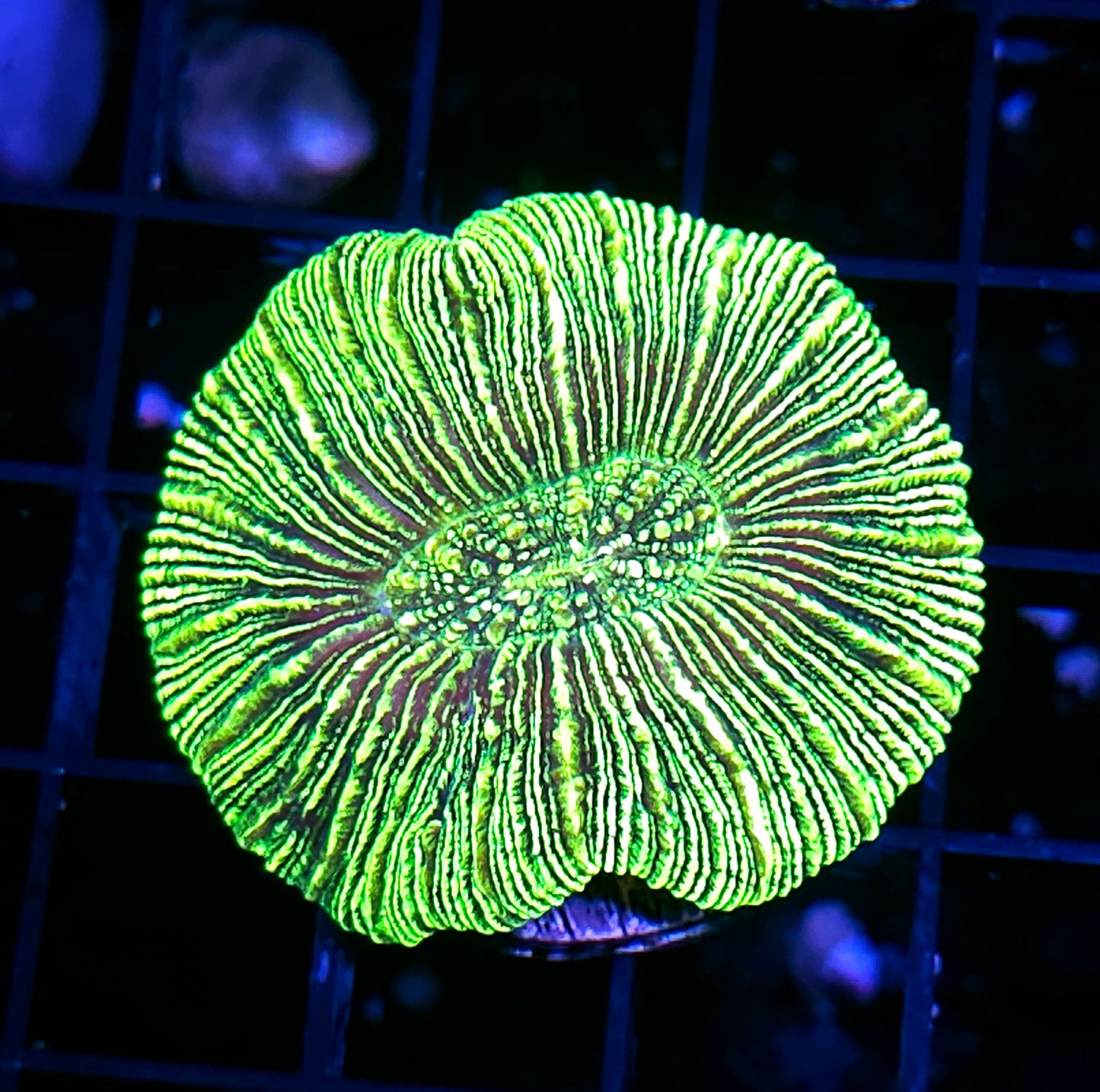 Kryptonite Konvict Trachyphyllia