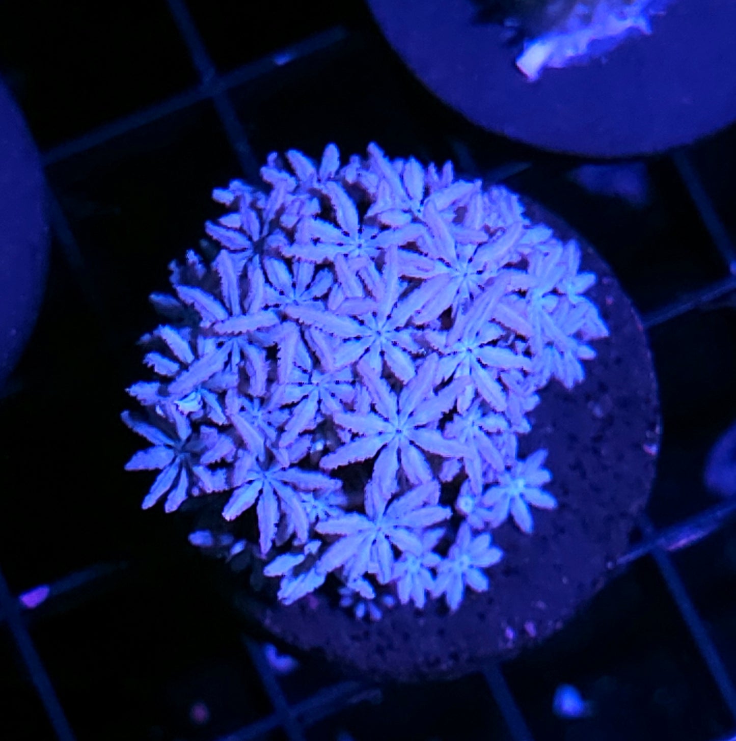 Snowflake Pipe Organ