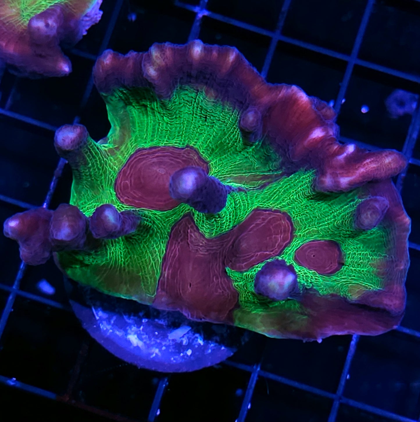 Heart Throb Pectinia Colony