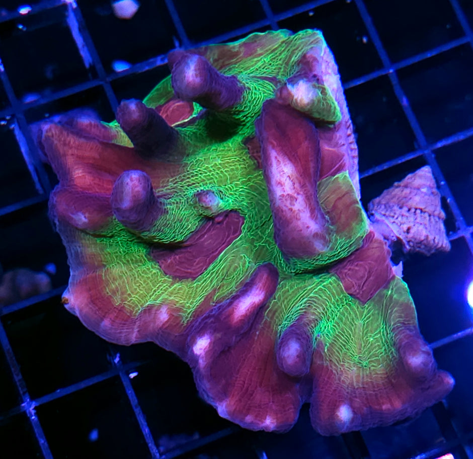 Heart Throb Pectinia Colony
