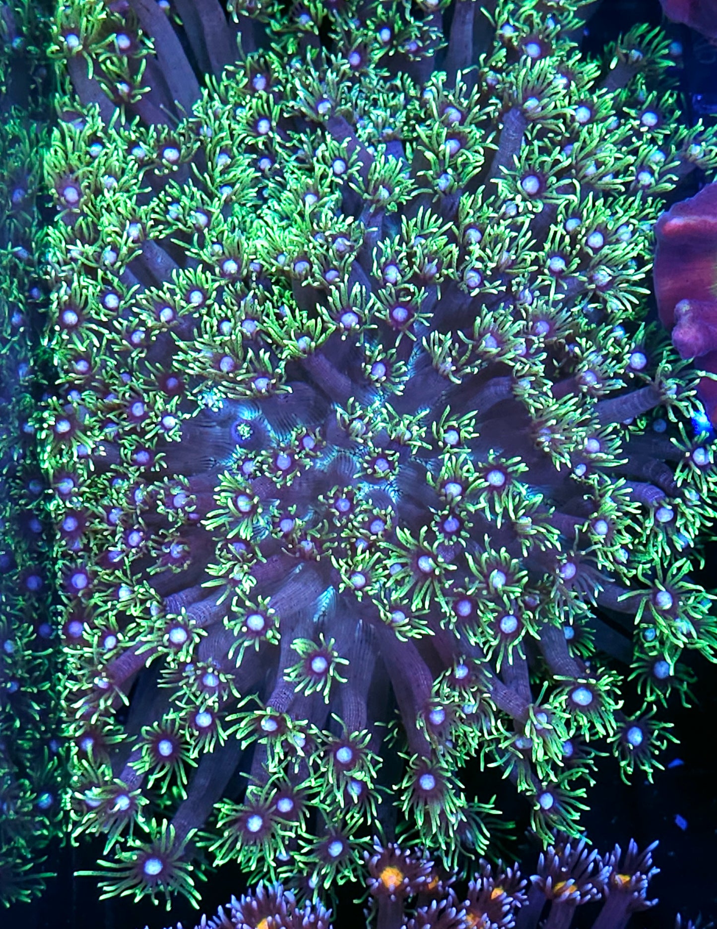 XXL Insane Goniopora Colony OPENS Huge