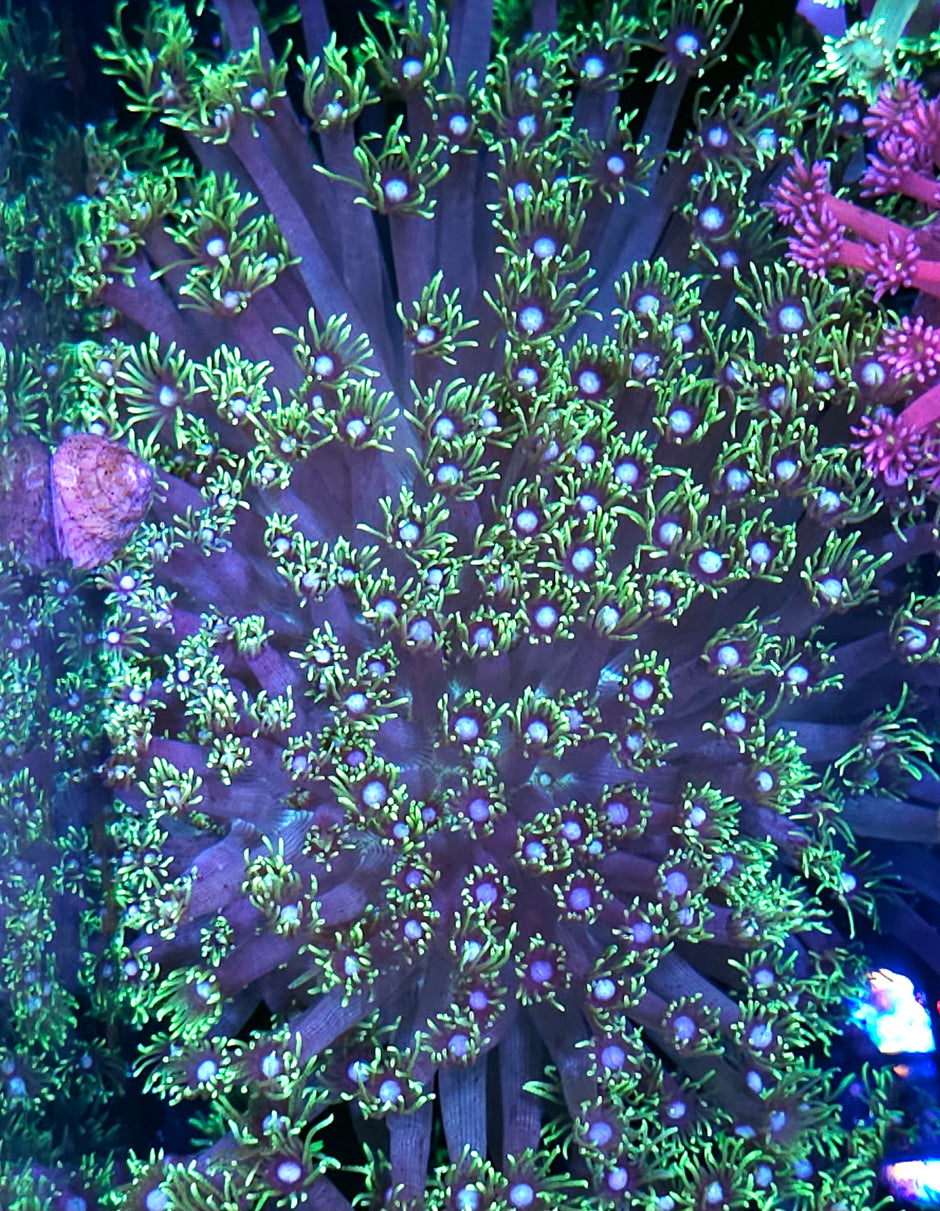 XXL Insane Goniopora Colony