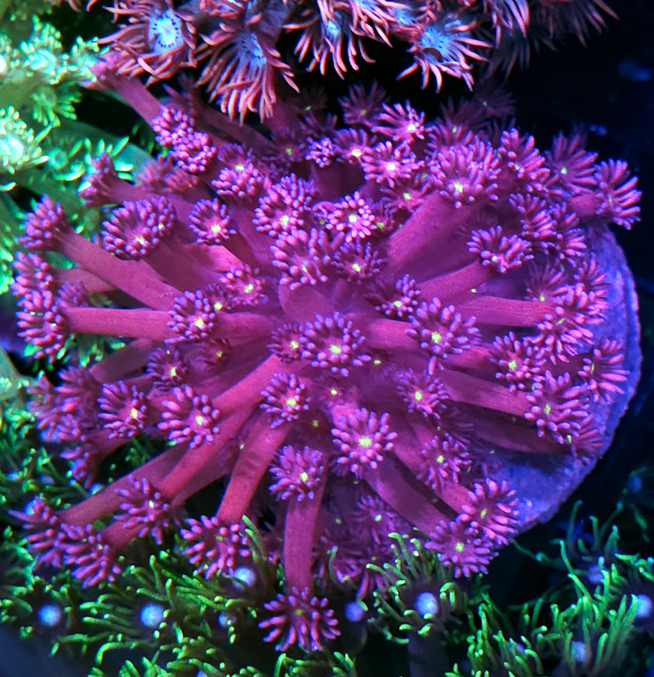 Twinkle Twinkle Unfreakingreal Goniopora Colony