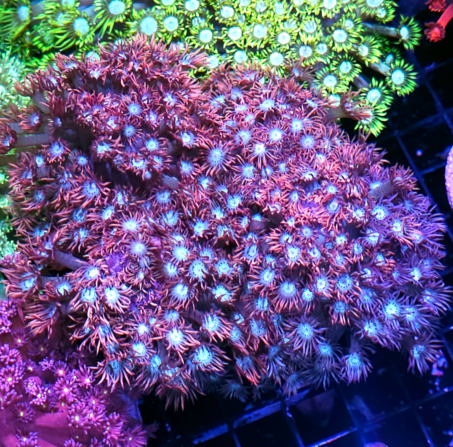 XXL Extremely Rare Branching Exodus Goniopora Colony