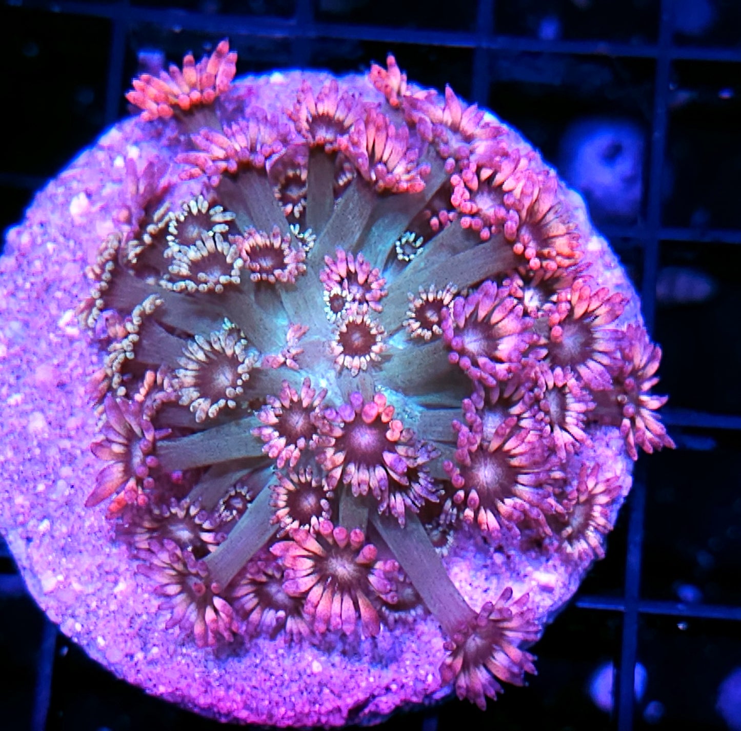 Holy Shit Grafted Goniopora Colony