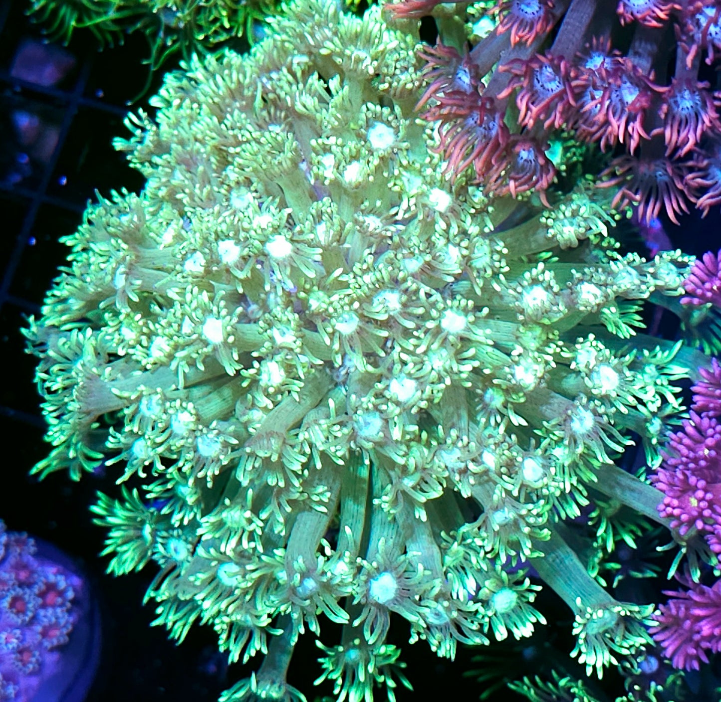 XL Neon Lights Goniopora Colony