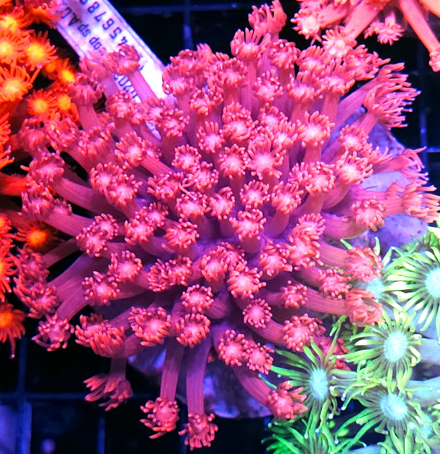 Blood Sport Goniopora Colony