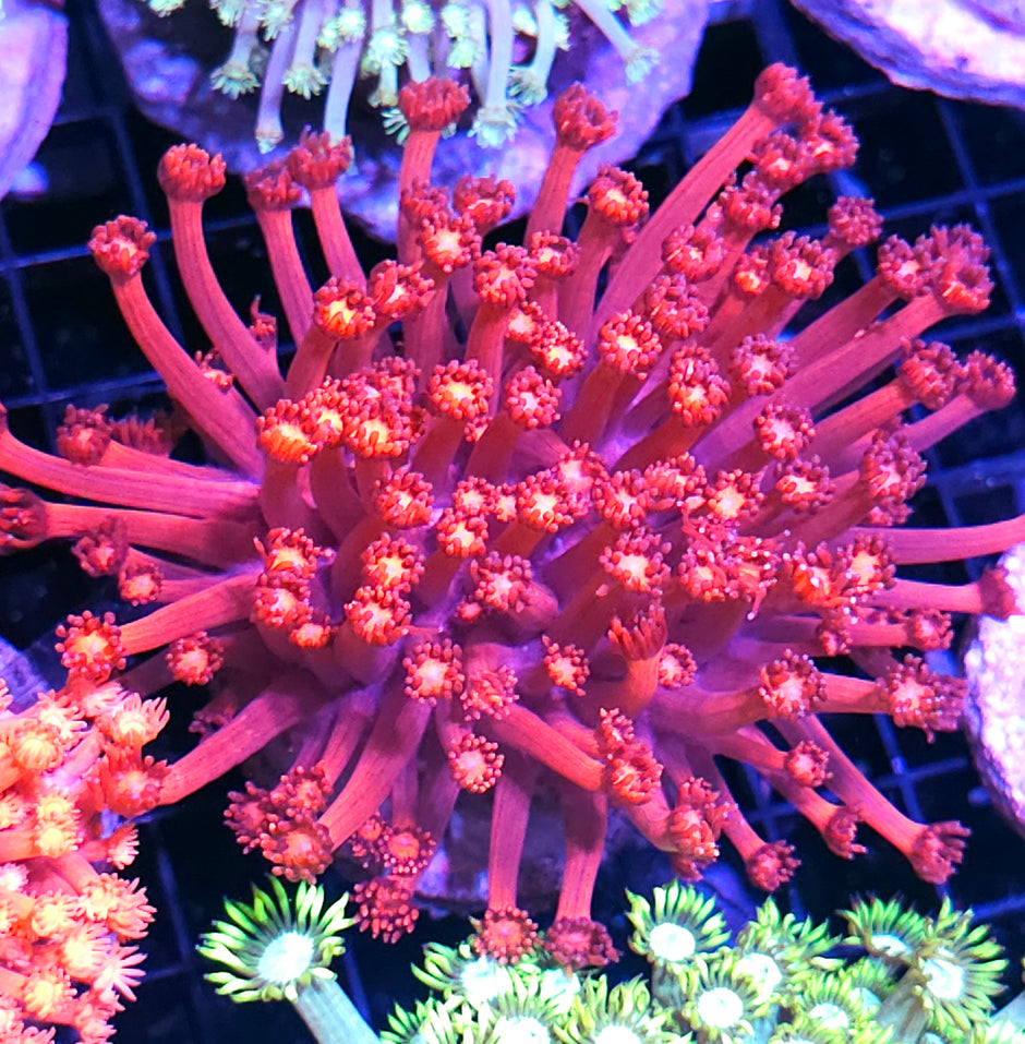 Unveiled Epic Goniopora Colony