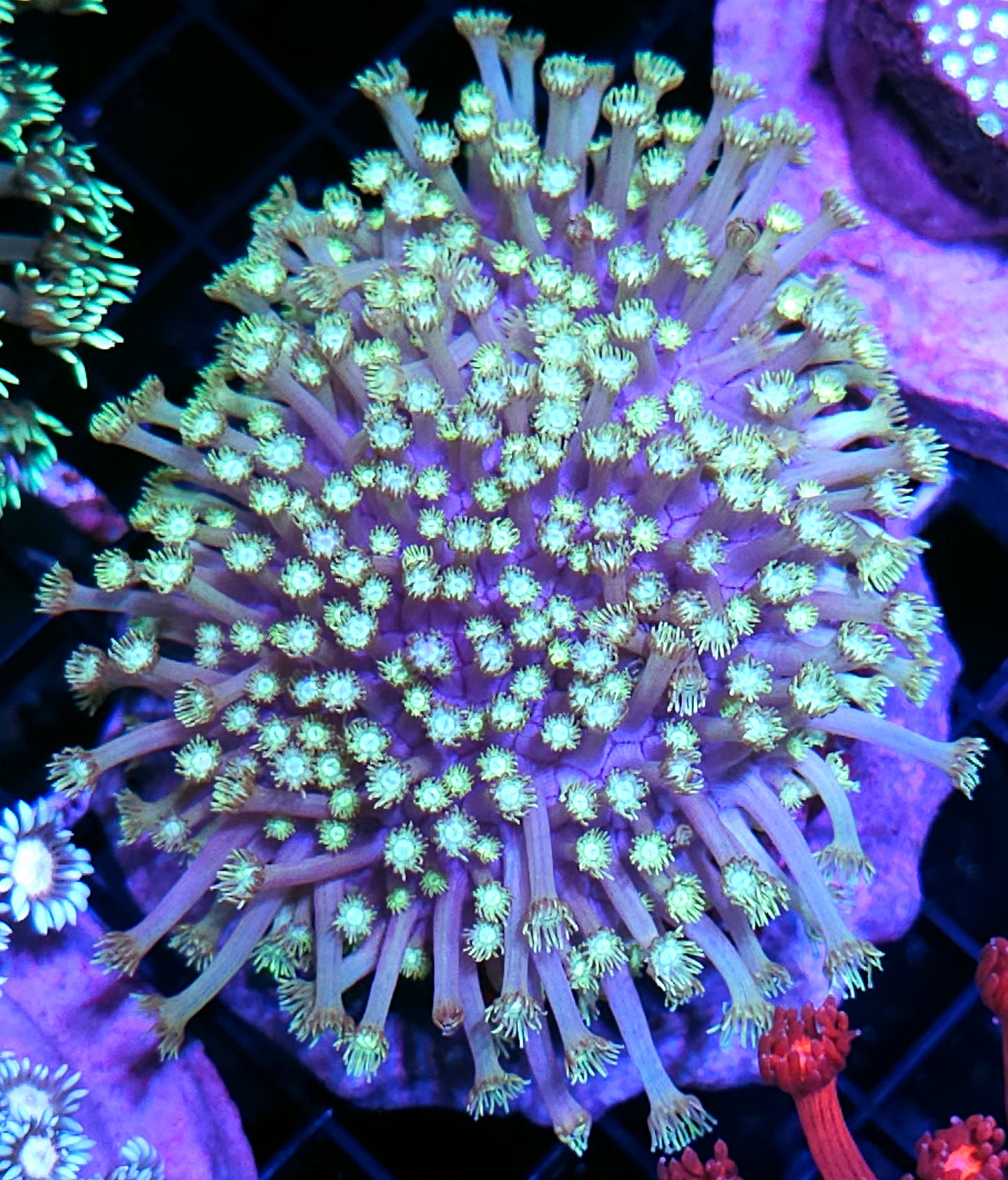 XL Care Bears Goniopora Colony