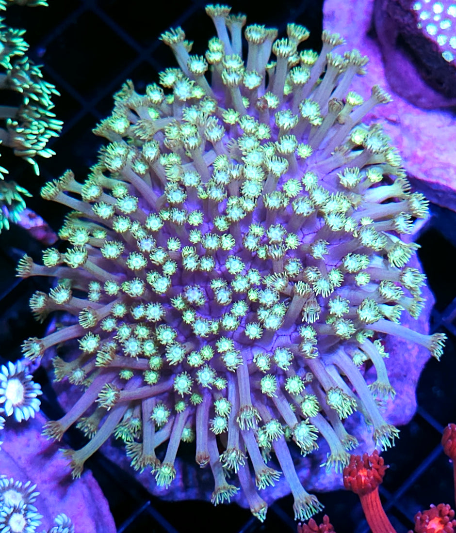 XL Care Bears Goniopora Colony