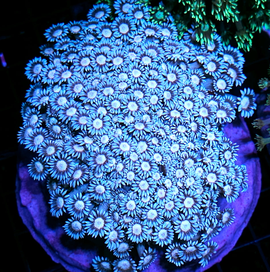 XL Iced Eye Goniopora Colony