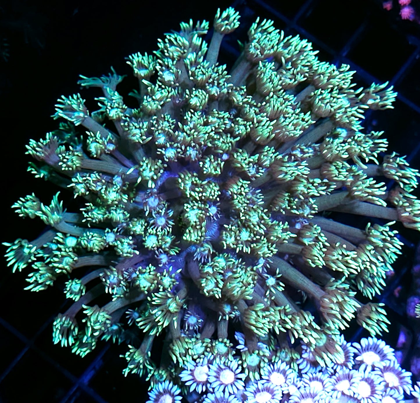 XL Bad Ass Broccoli Goniopora Colony
