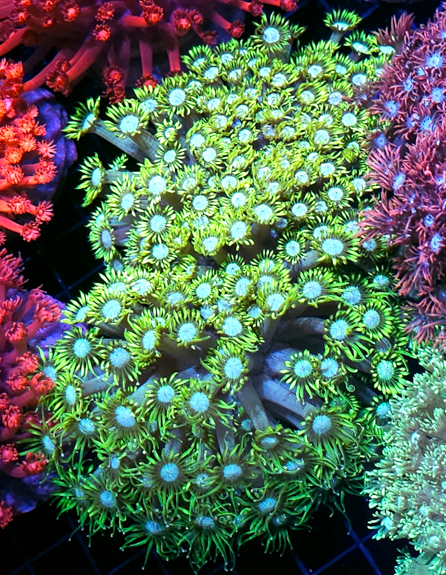 XL Trippy Daisies Goniopora Colony