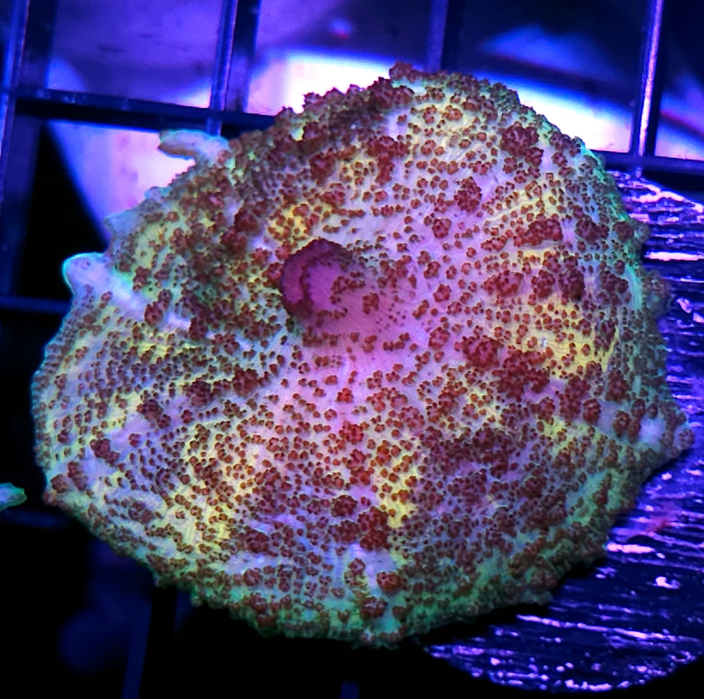 Epic Neglecta Umbrella Mushroom