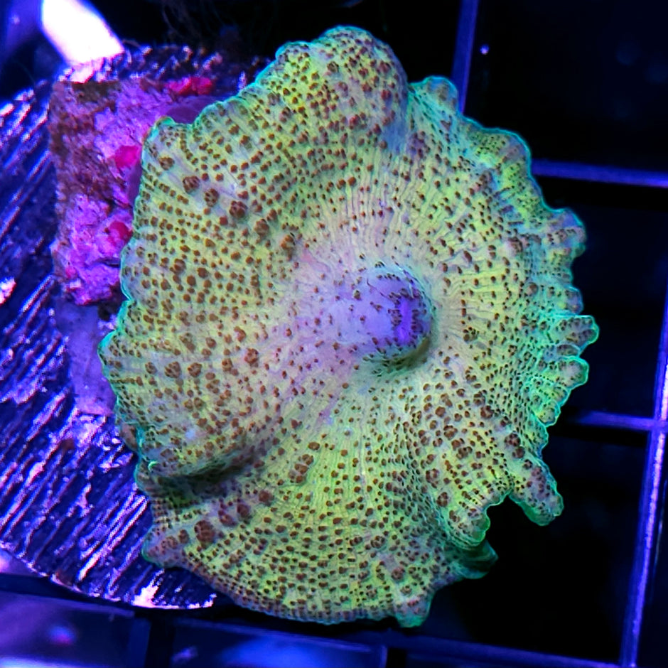 Epic Neglecta Umbrella Mushroom