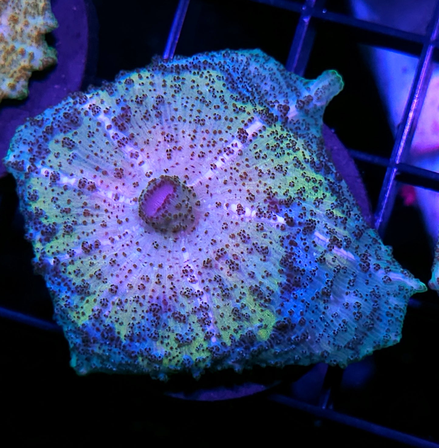 Epic Neglecta Umbrella Mushroom