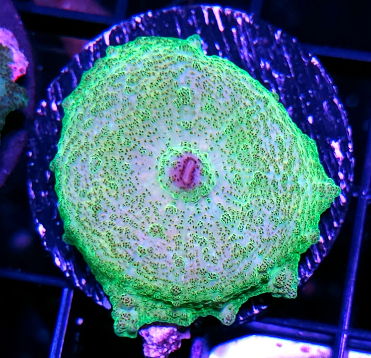 Sexy Neglecta Umbrella Mushroom