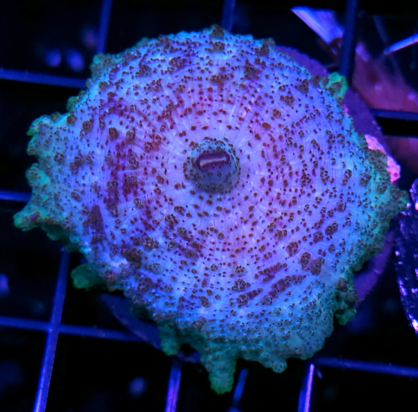 Sexy Neglecta Umbrella Mushroom