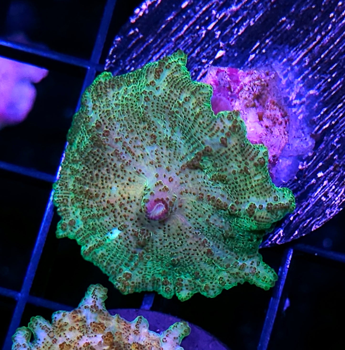 Sexy Neglecta Umbrella Mushroom
