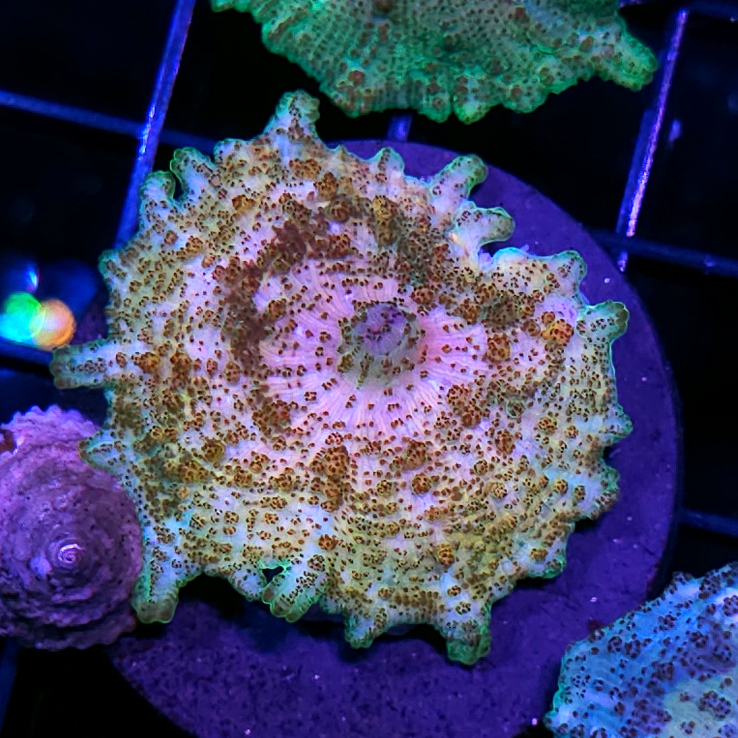 Sexy Neglecta Umbrella Mushroom