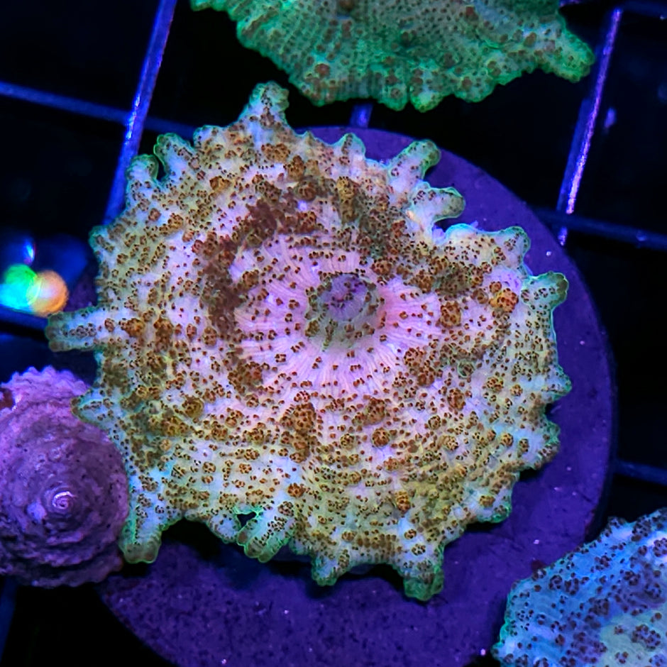 Sexy Neglecta Umbrella Mushroom