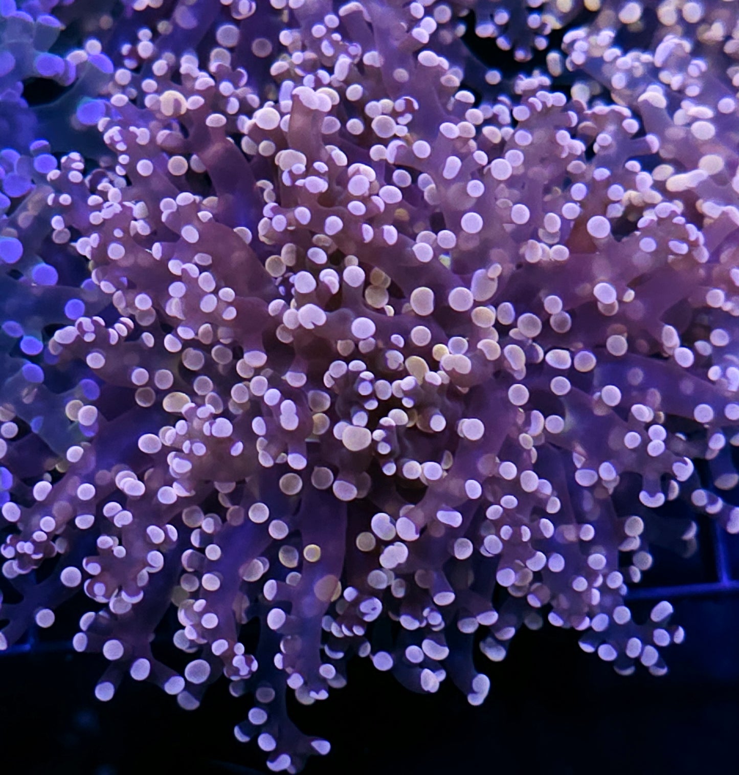 Orange Frogspawn