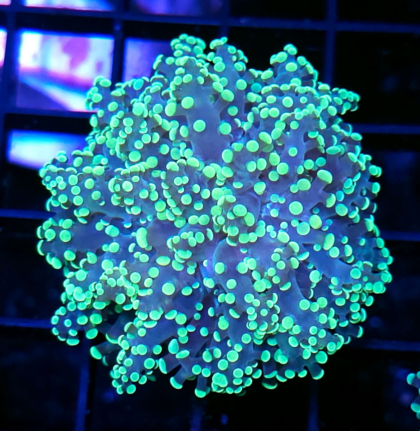 LA Lakers Frogspawn