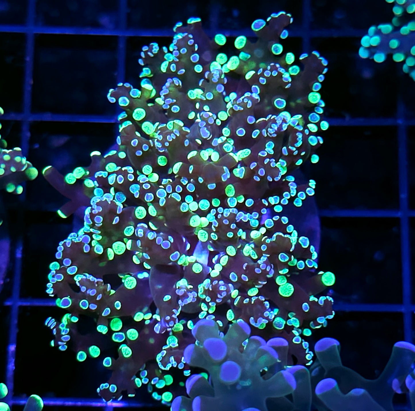 Exploding Neutron Frogspawn