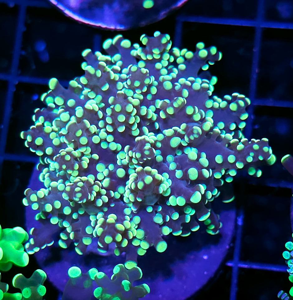 Utopia Frogspawn
