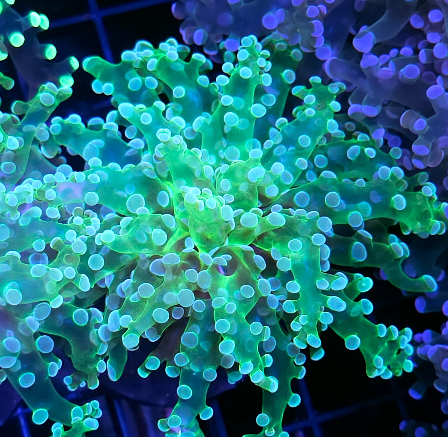 Wanderlust Frogspawn