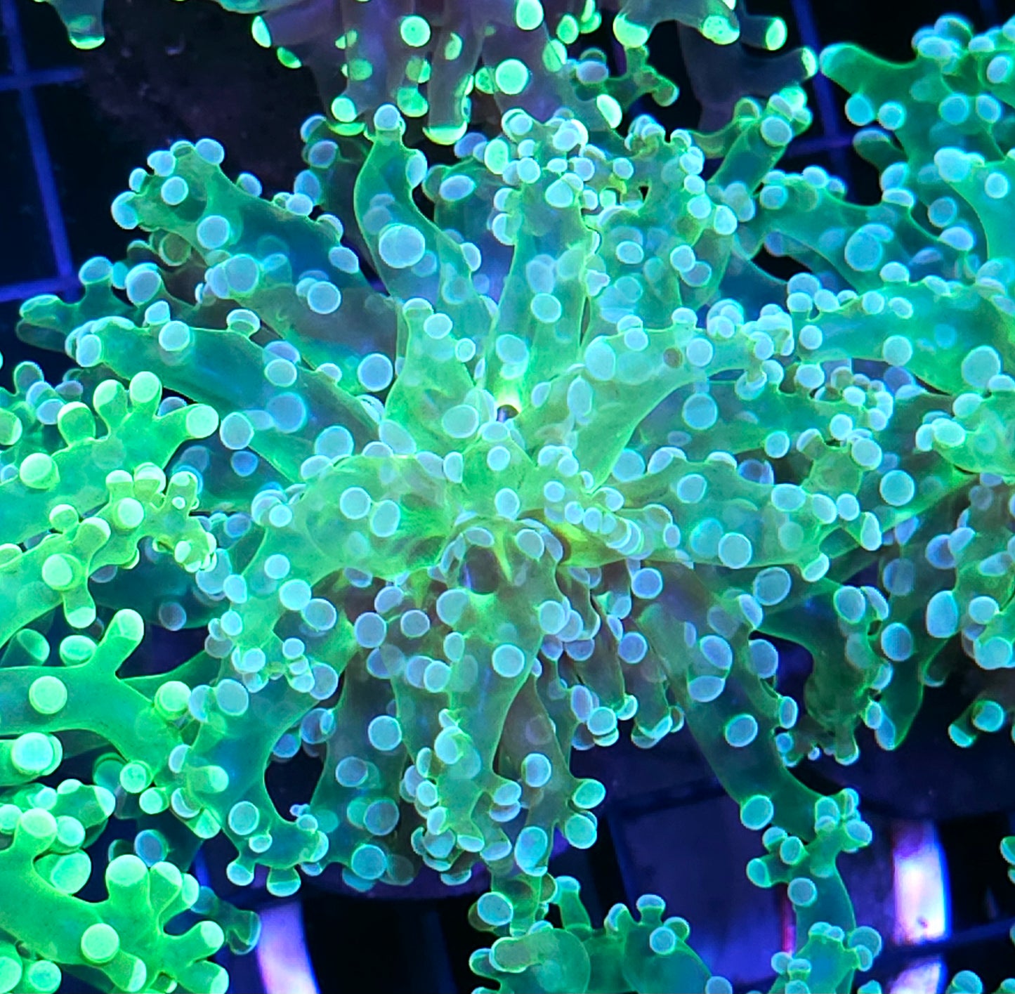 Wanderlust Frogspawn