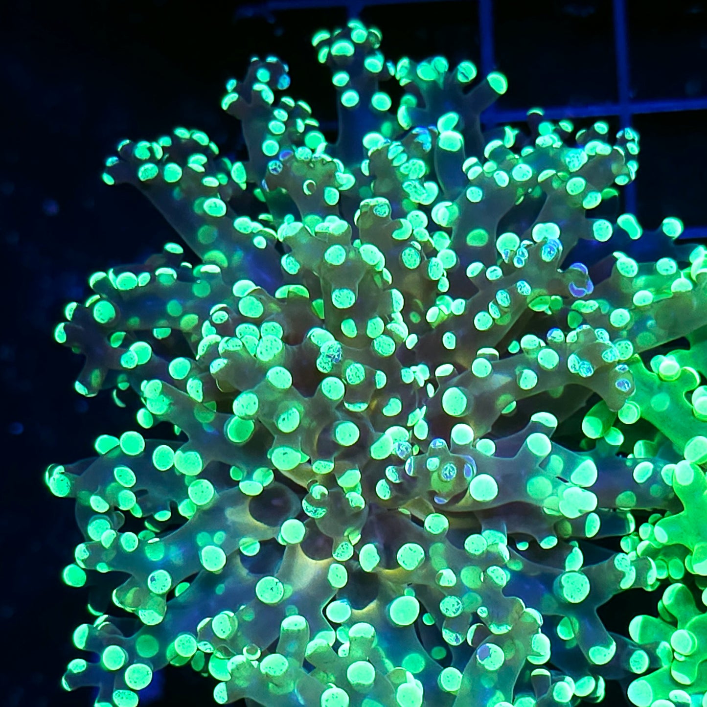 Gold Lace Frogspawn