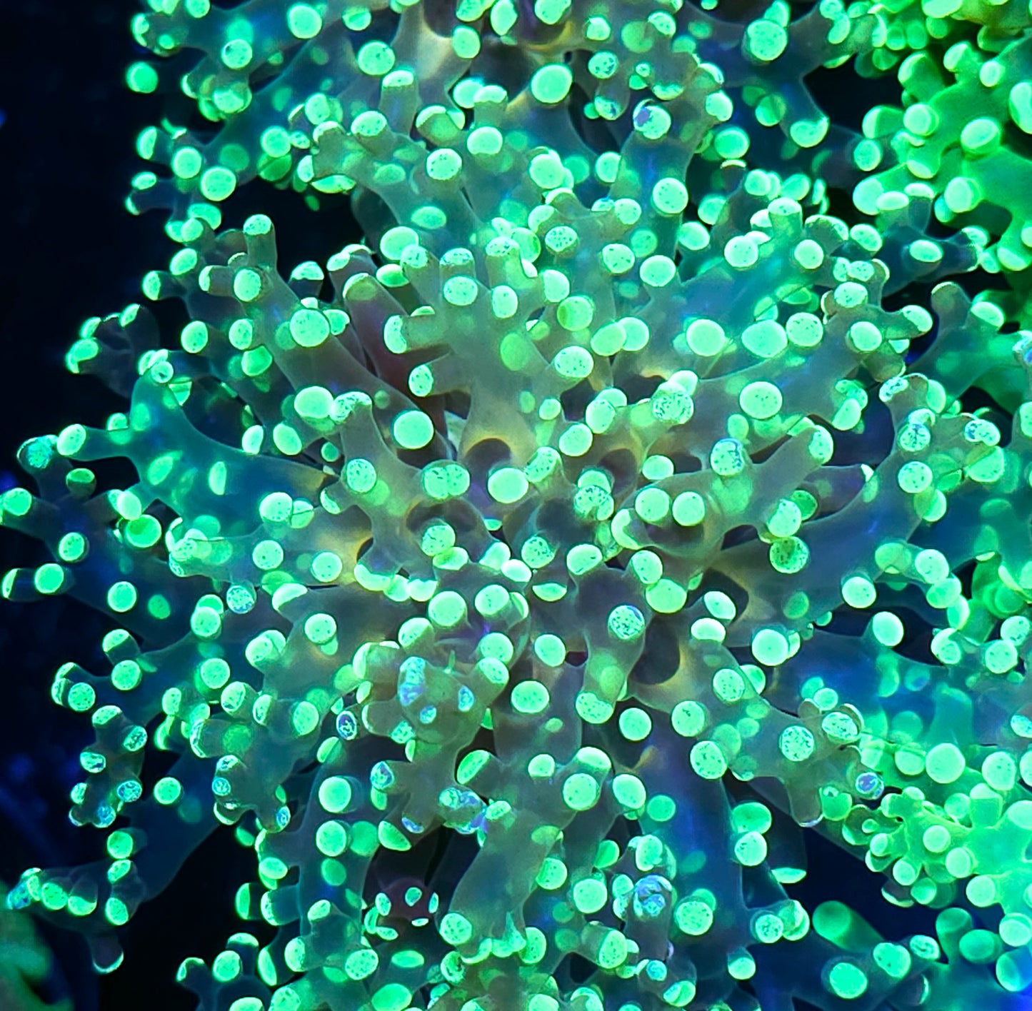 Gold Lace Frogspawn