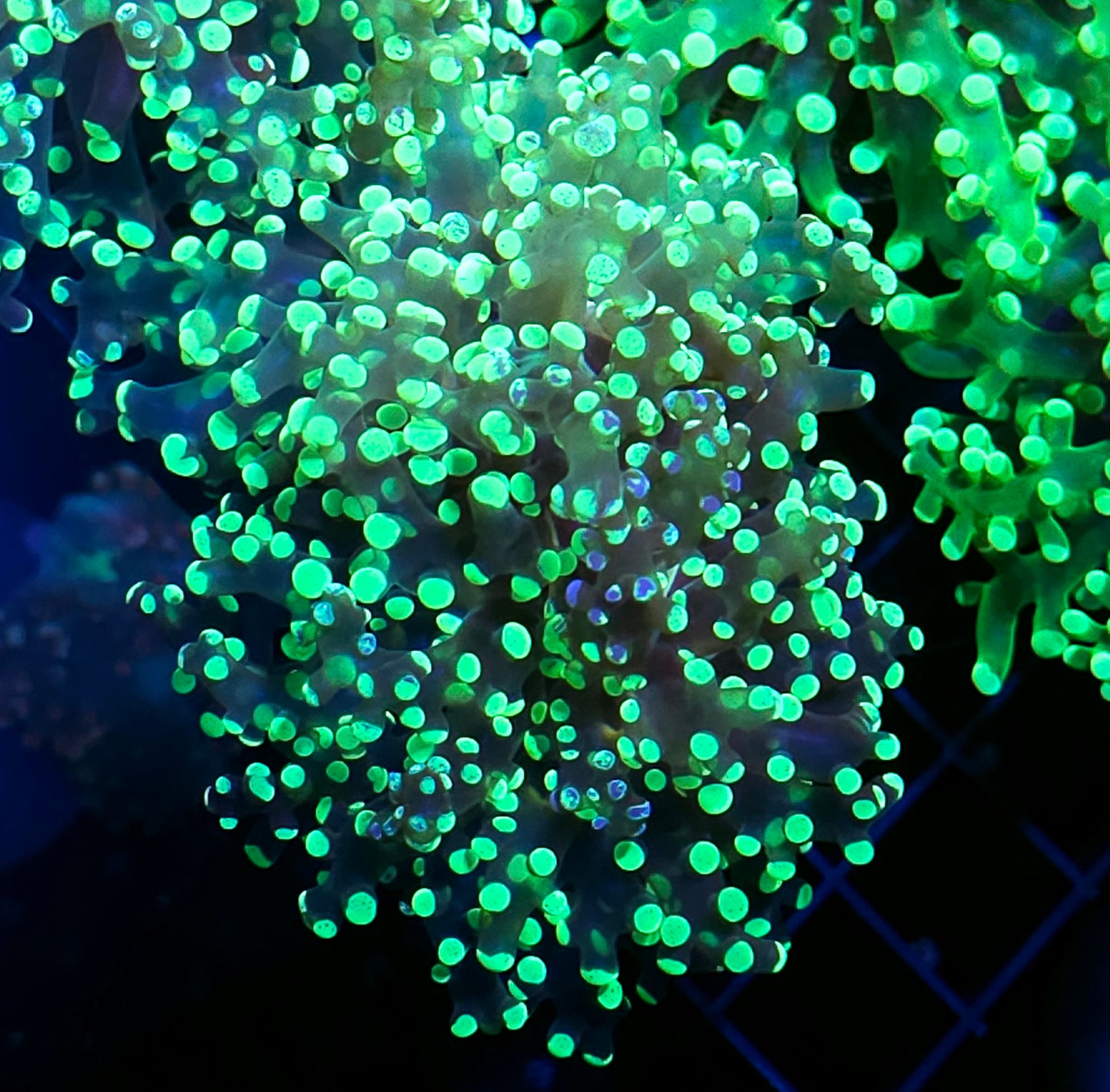 Fractal Frogspawn