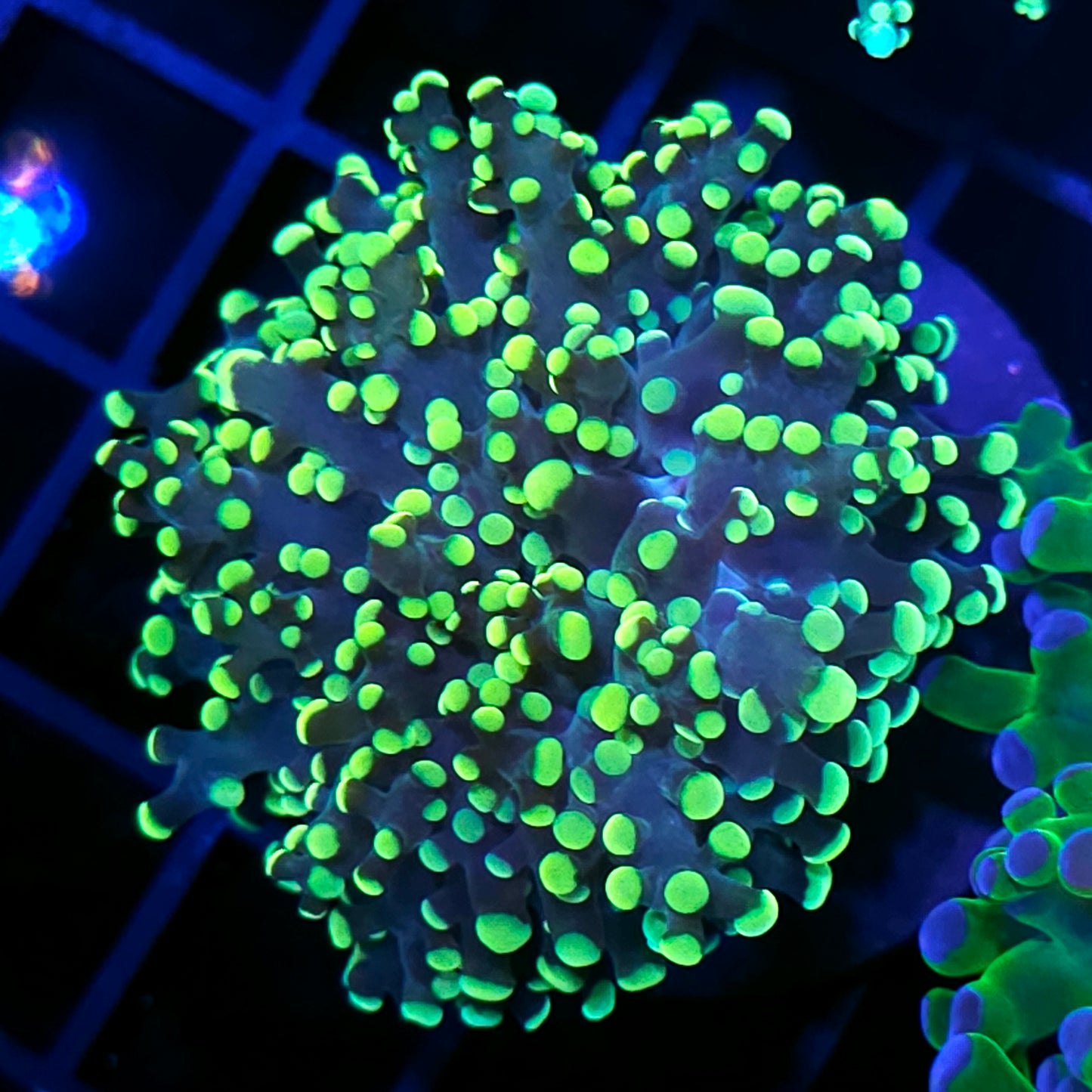 King Kobe Frogspawn