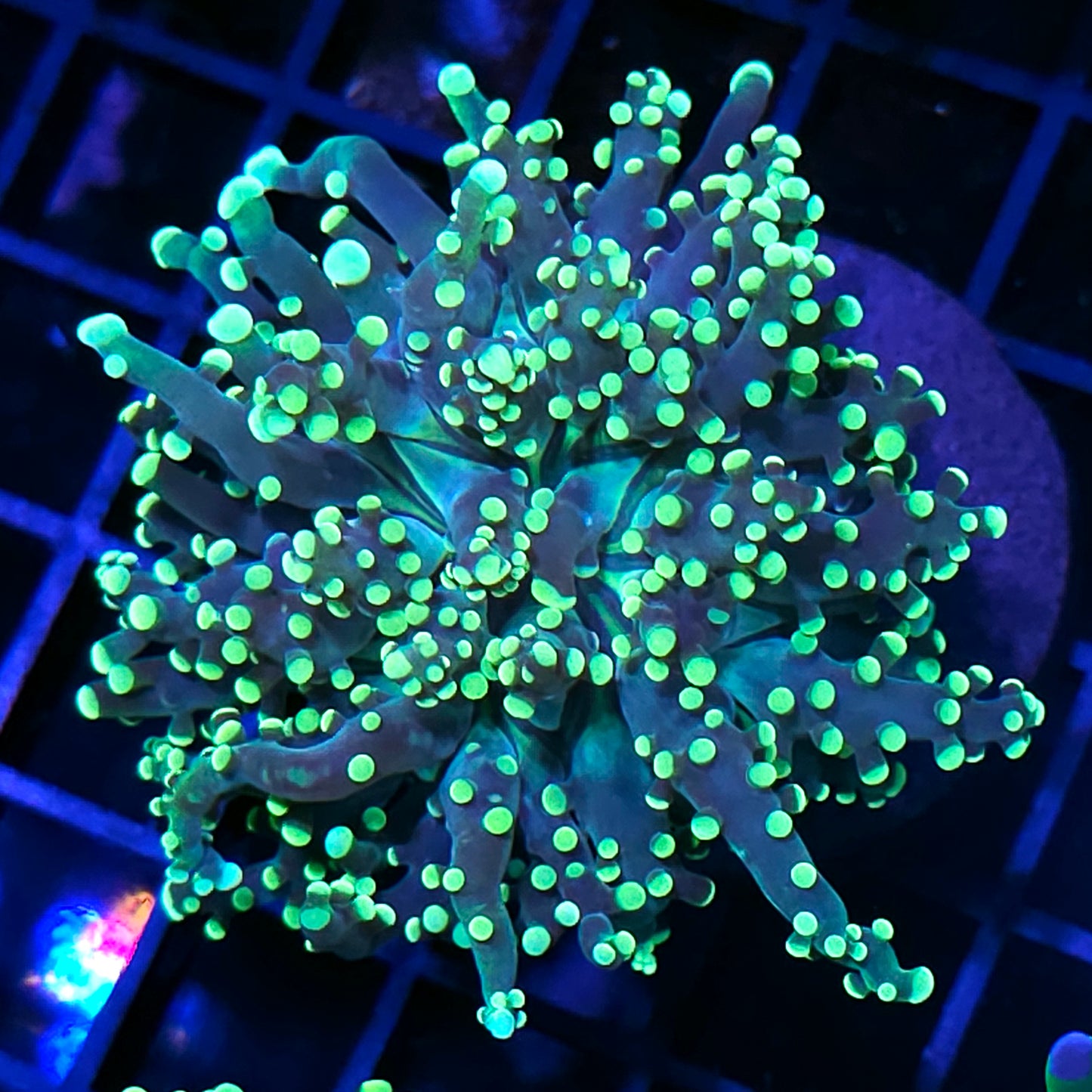 LA Lakers Frogspawn