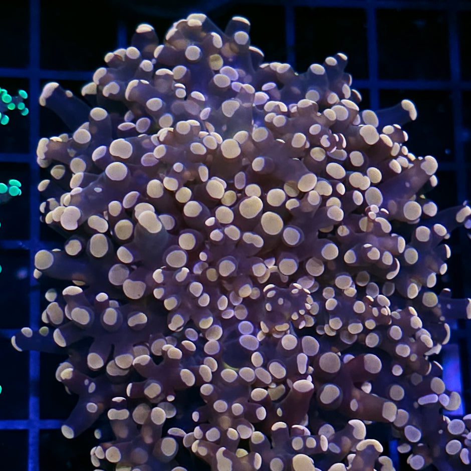 Orange Frogspawn
