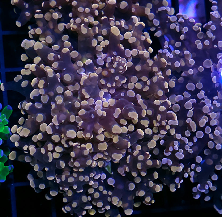 Orange Frogspawn