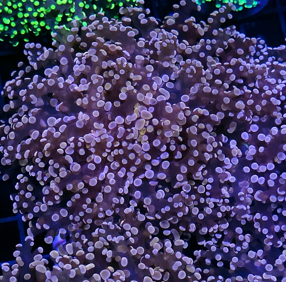 Orange Frogspawn