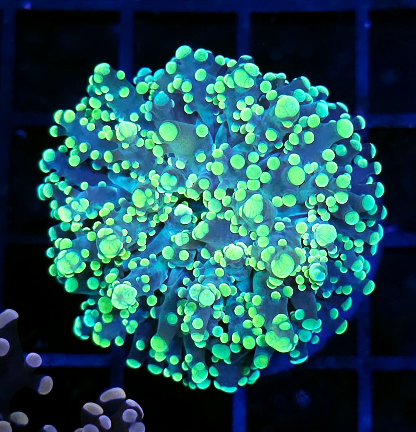 LA Lakers Frogspawn