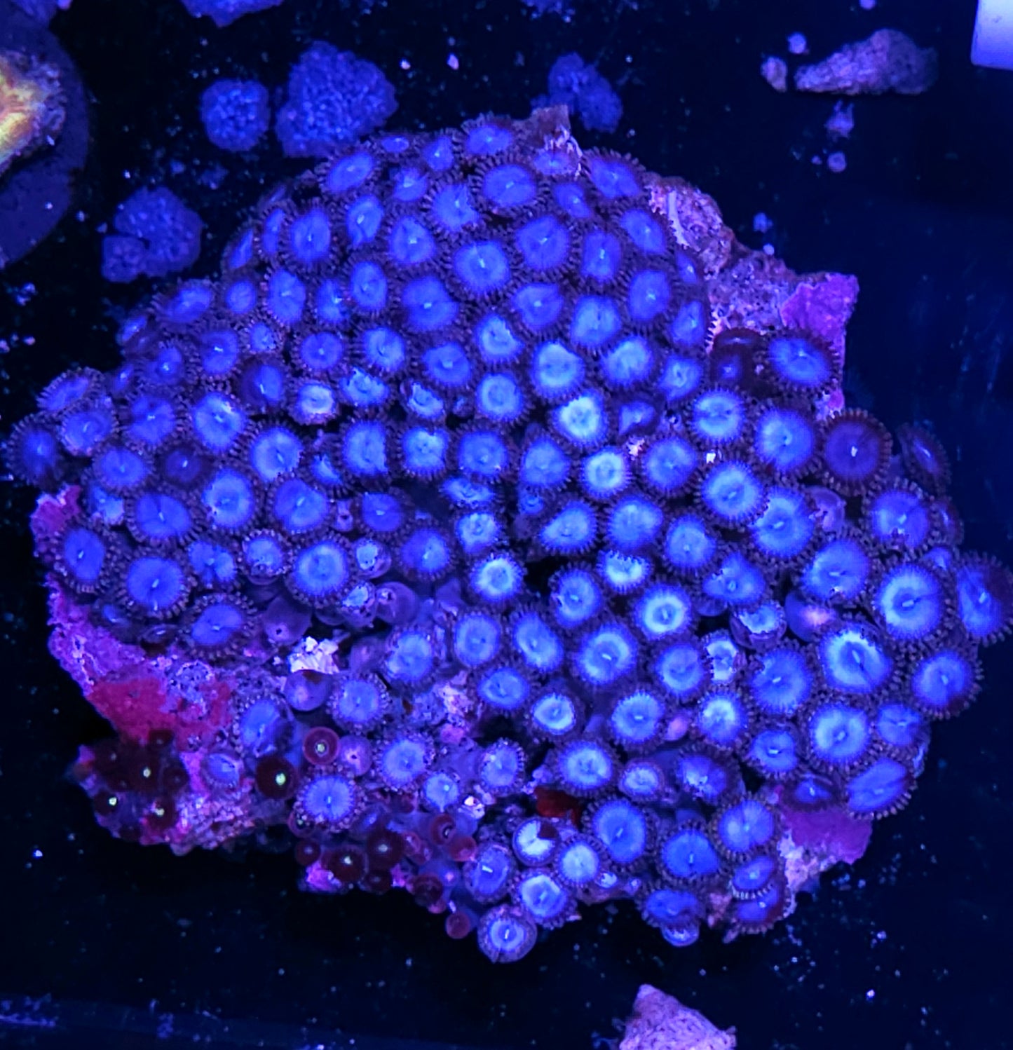 6" XXL Blue Ice Zoa Colony