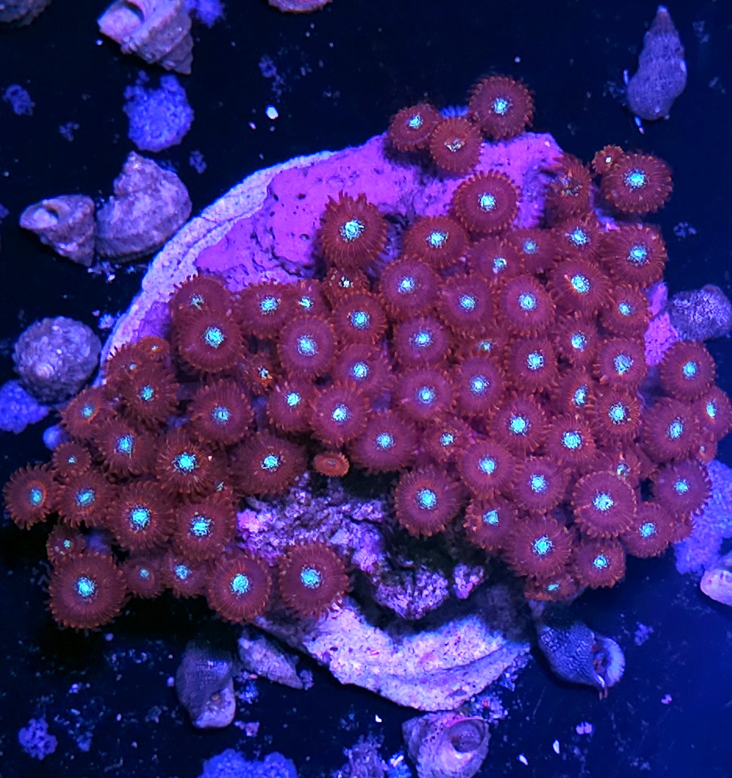 6" XXL Magician Zoa Colony