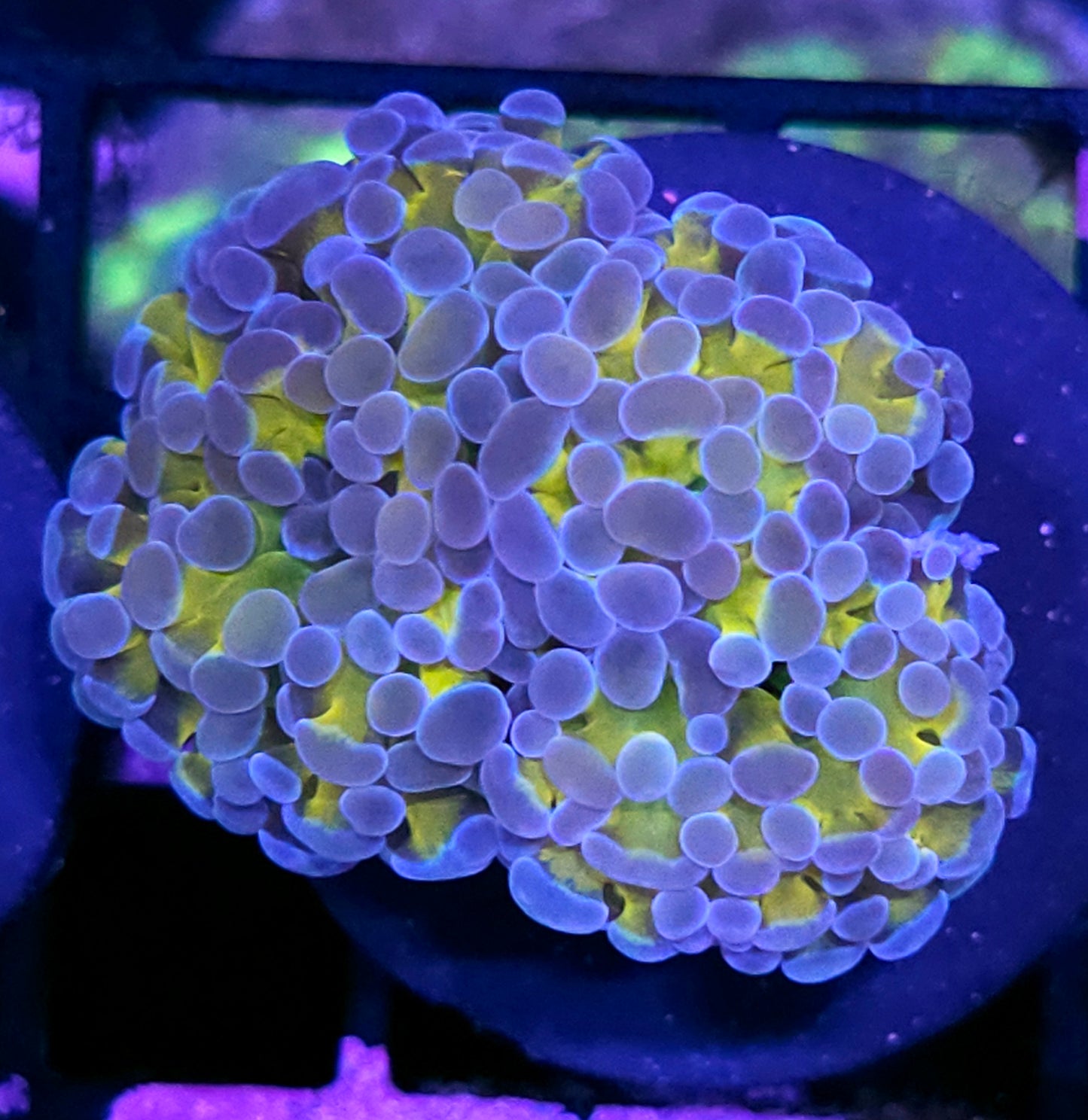 Yellow Hologram Branching Hammer RARE