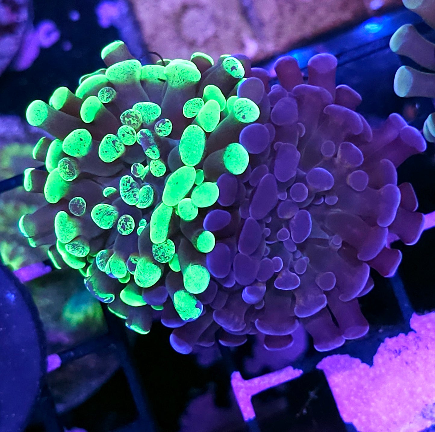 Holy Shit Grafted Branching Hammer